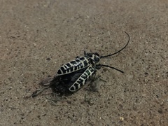 Plectrodera scalator