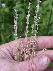 Sphenopholis intermedia