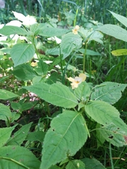 Impatiens parviflora