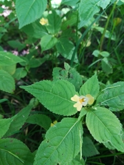 Impatiens parviflora