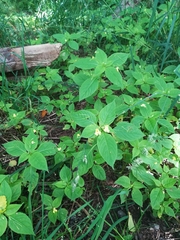 Impatiens parviflora
