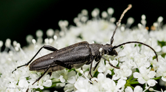 Trachysida mutabilis