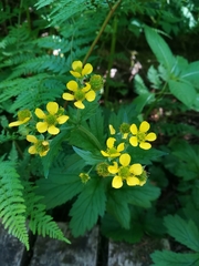 Geum macrophyllum