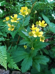 Geum macrophyllum