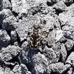 Cicindela tenuicincta
