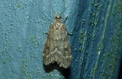 Scoparia penumbralis