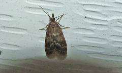 Scoparia penumbralis