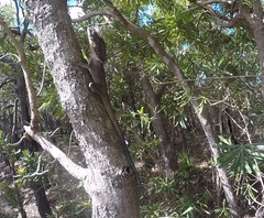 Chlamydosaurus kingii