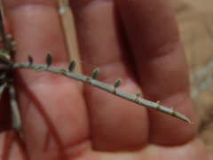 Astragalus magdalenae