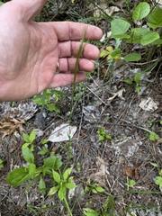 Arabis pycnocarpa adpressipilis