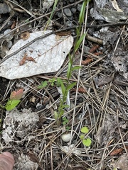 Arabis pycnocarpa adpressipilis