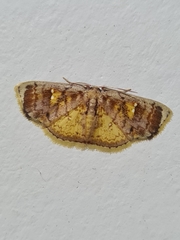 Lepidoptera