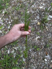 Arabis pycnocarpa adpressipilis