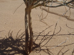 Astragalus magdalenae