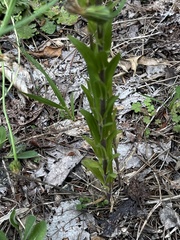 Arabis pycnocarpa adpressipilis