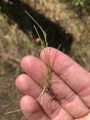 Rhynchospora capillacea