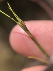 Rhynchospora capillacea