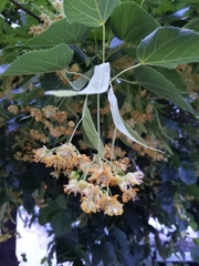 Tilia