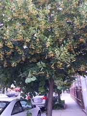 Tilia