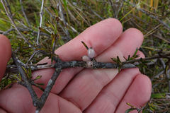 Coprosma elatirioides