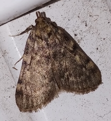 Aglossa pinguinalis