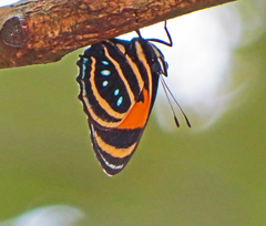 Callicore lyca bella