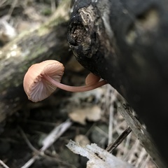 Mycena mariae