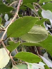 Laureliopsis philippiana