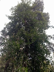 Laureliopsis philippiana