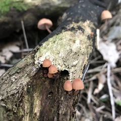 Mycena mariae