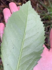 Laureliopsis philippiana