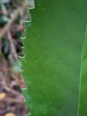 Laureliopsis philippiana