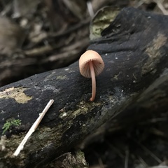 Mycena mariae