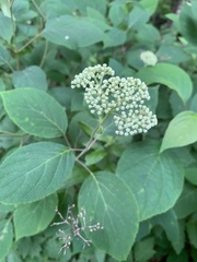 Hydrangea radiata