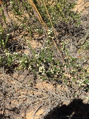 Phylica parviflora