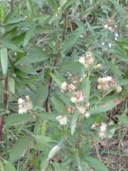 Baccharis punctulata