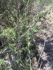 Cercocarpus ledifolius