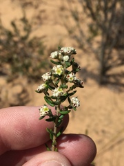 Phylica parviflora
