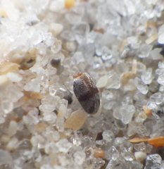 Squamanotoxus elegans