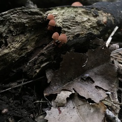 Mycena mariae