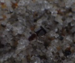 Squamanotoxus elegans