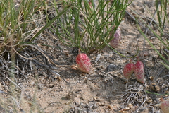 Astragalus ceramicus