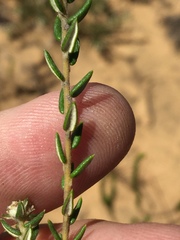 Phylica parviflora
