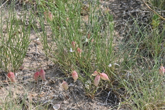 Astragalus ceramicus