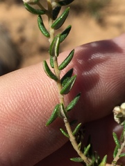 Phylica parviflora