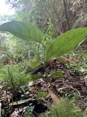 Elytropus chilensis