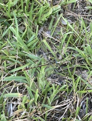 Arigomphus lentulus