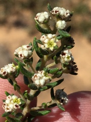 Phylica parviflora
