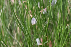 Astragalus ceramicus