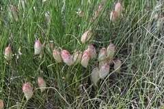 Astragalus ceramicus